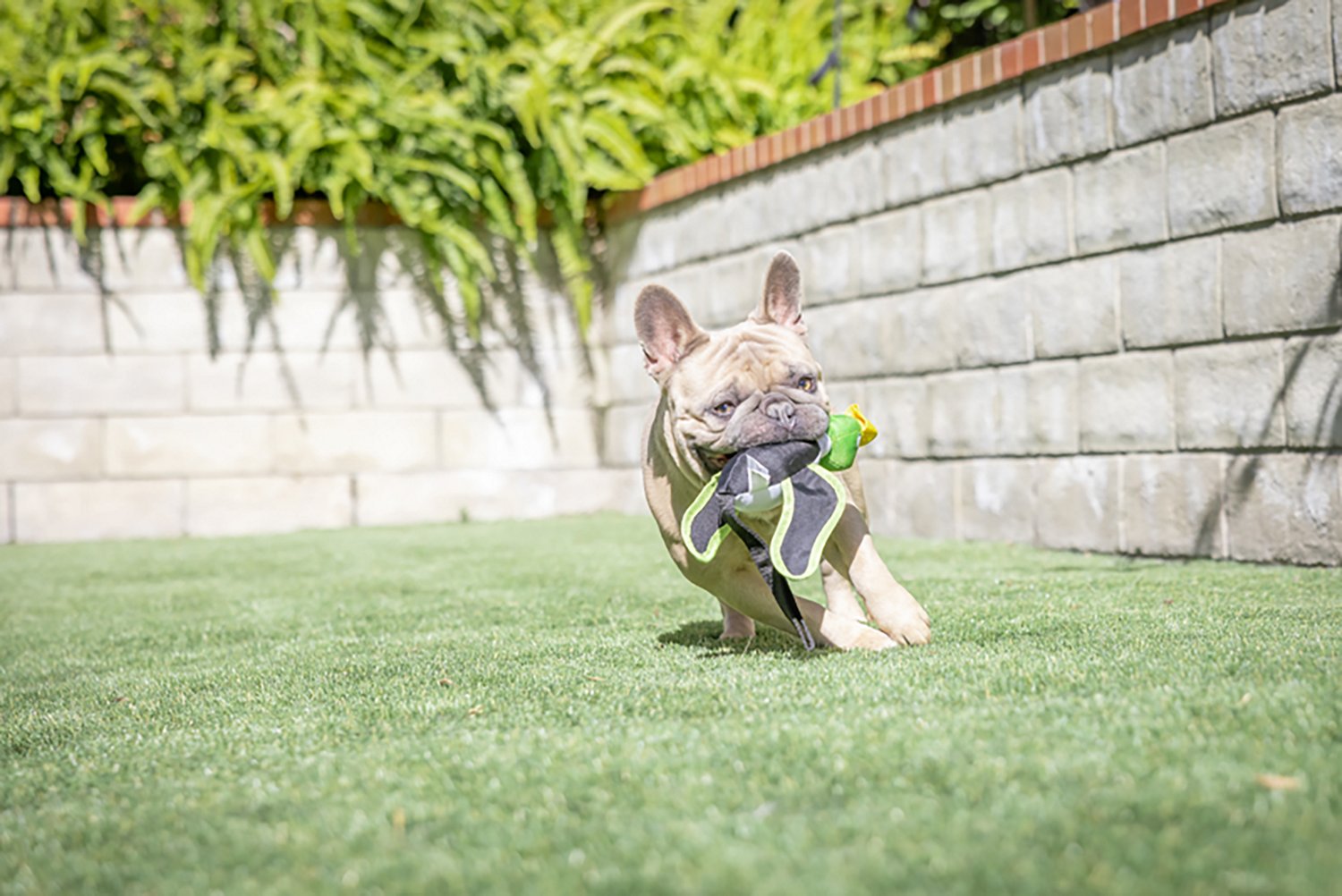 Hyper Pet Flying Duck Dog Toy - view number 4