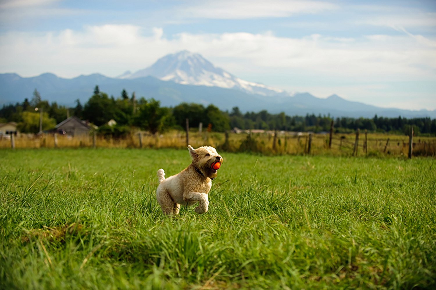 Chuckit! Ultra Ball Dog Toys 2-Pack