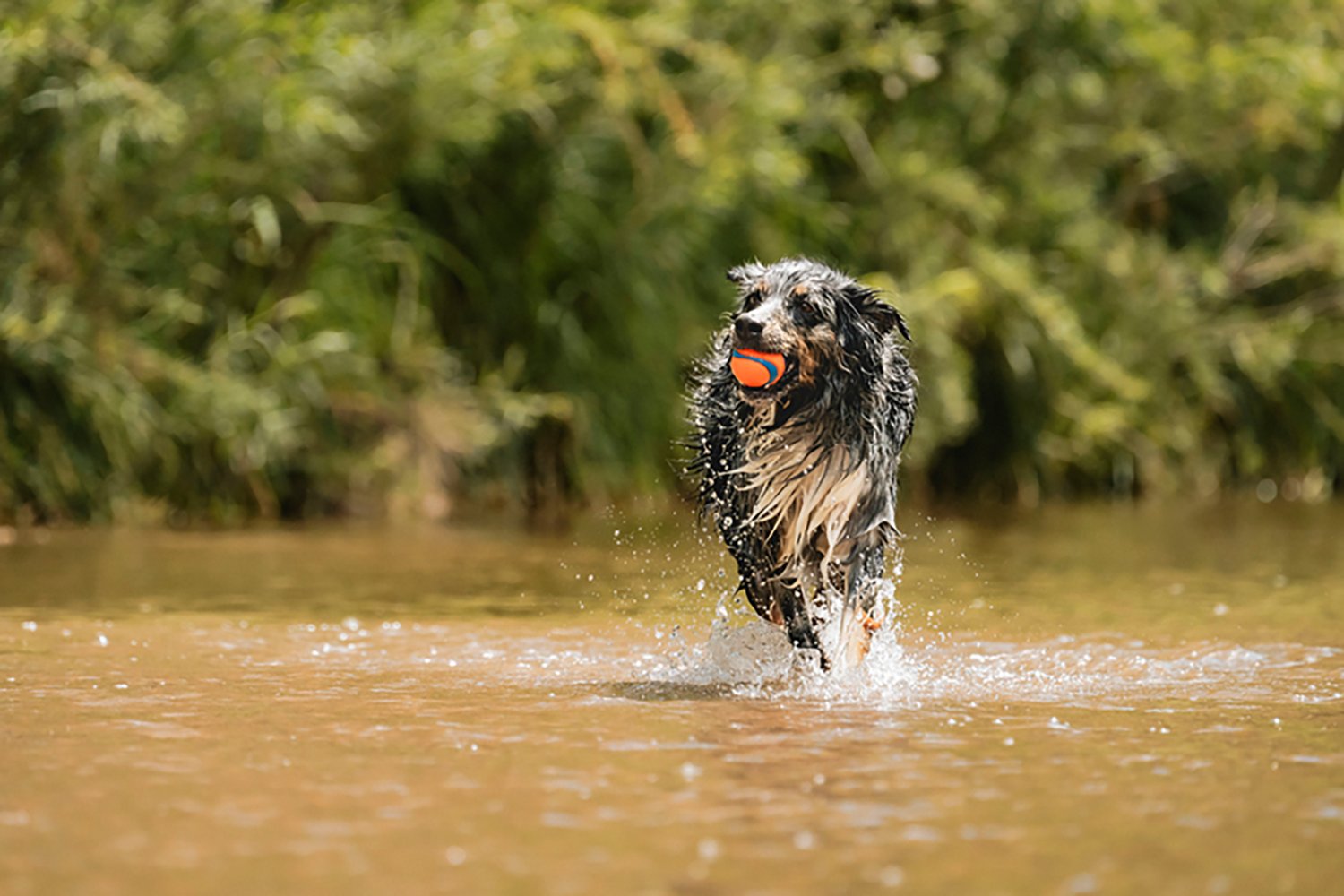 Chuckit! Ultra Ball Dog Toy - view number 3