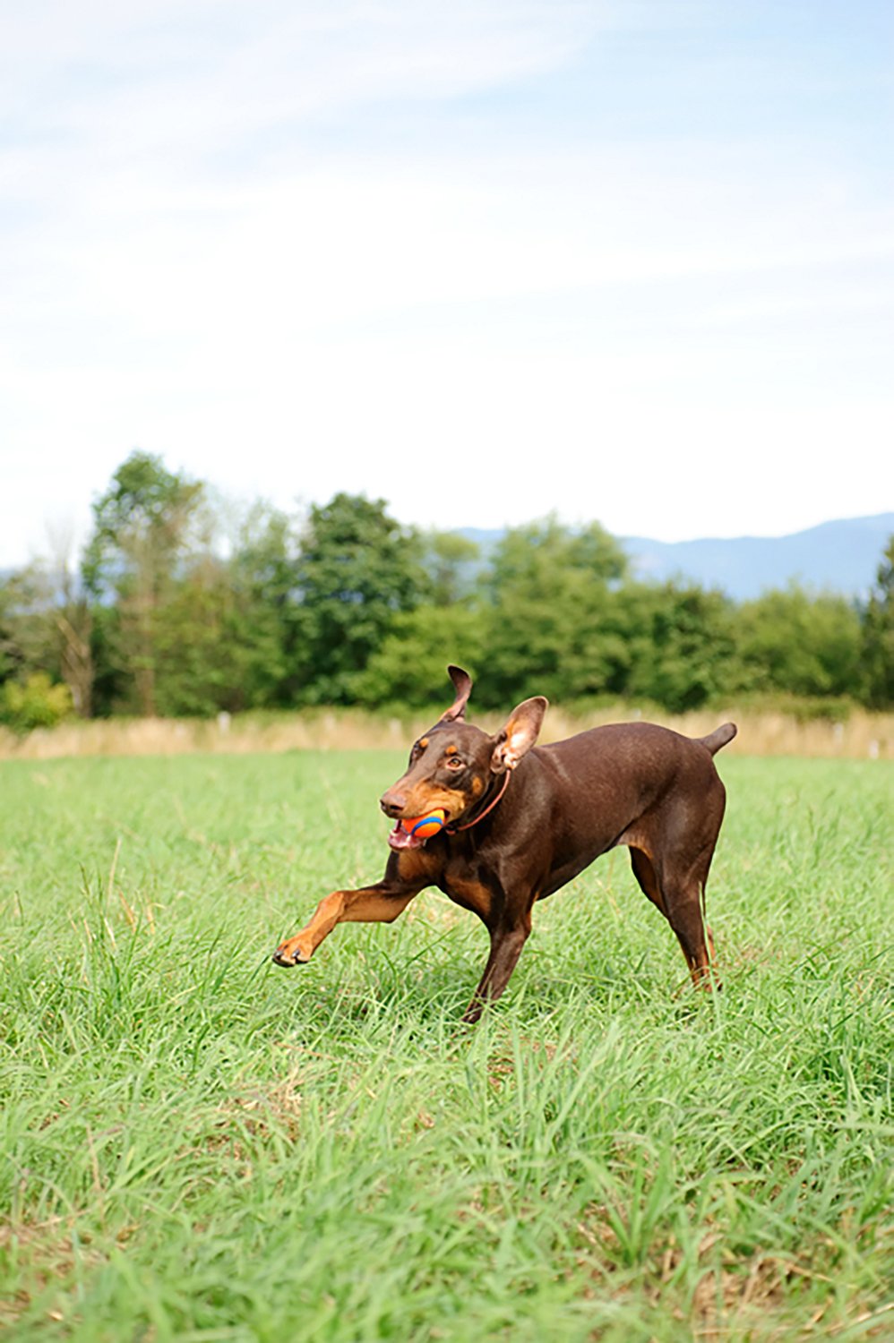 Chuckit! Ultra Ball Dog Toy - view number 4