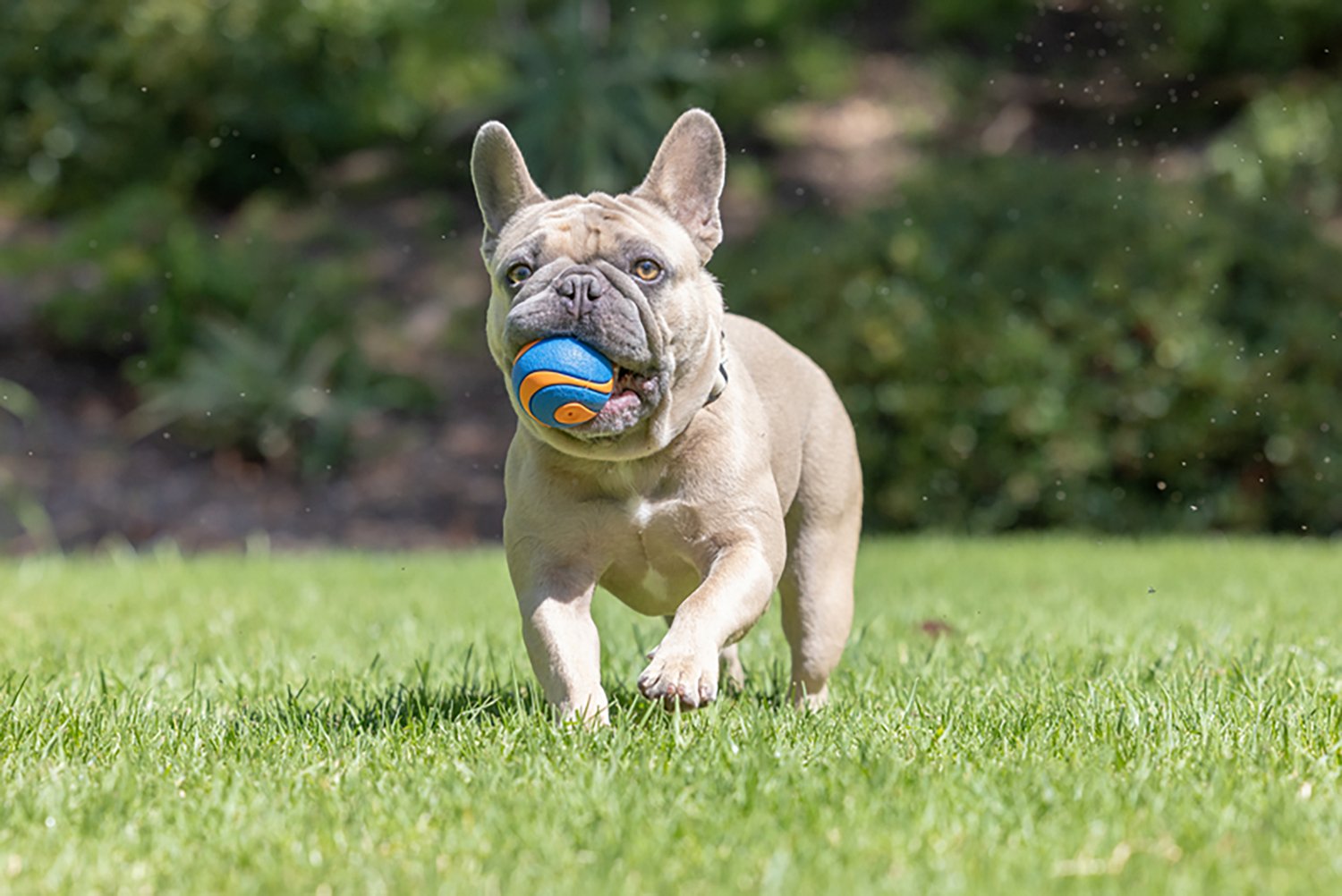 Chuckit! Ultra Squeaker Balls 2-Pack - view number 3