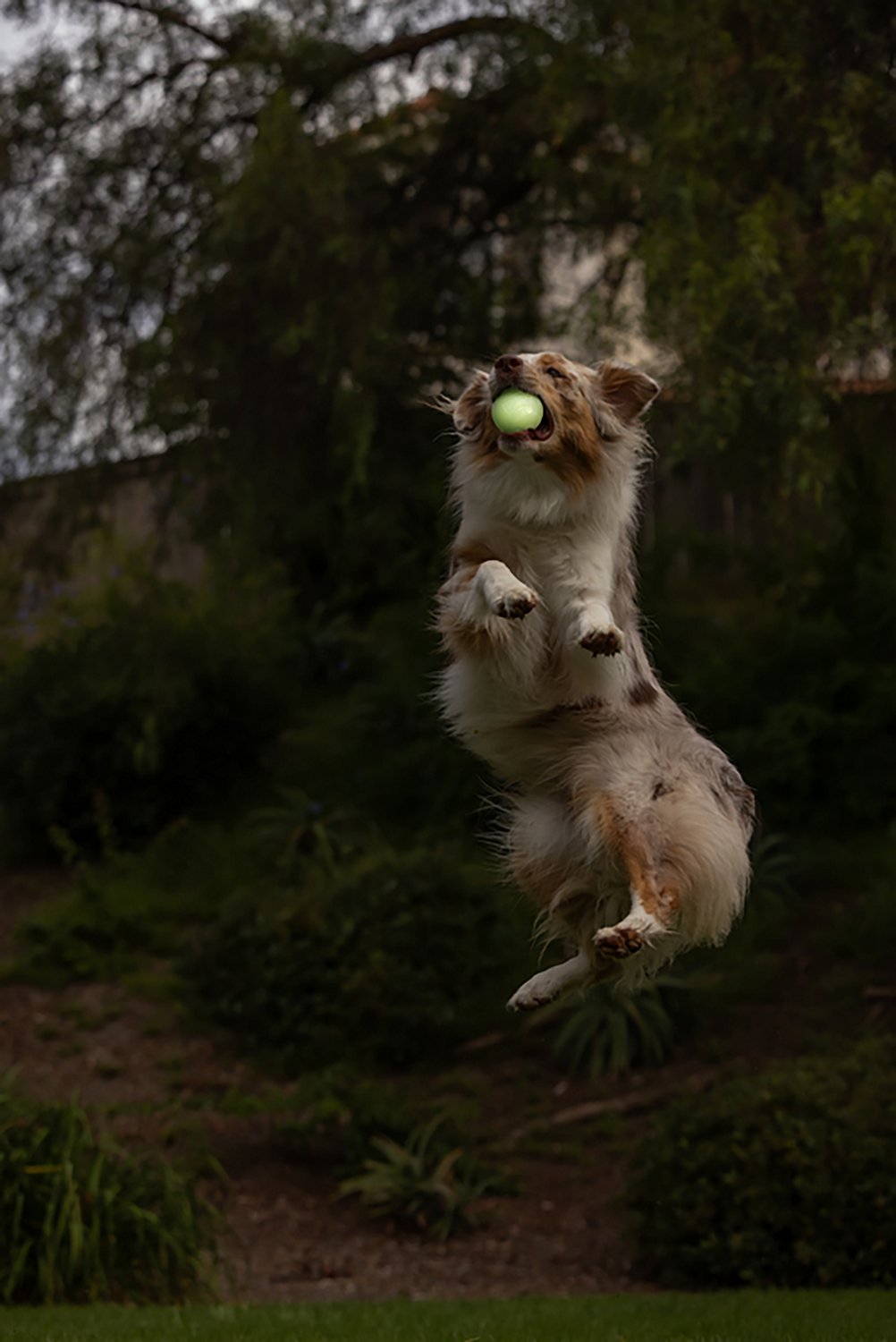 Chuckit! Max Glow Fetch Ball - view number 2