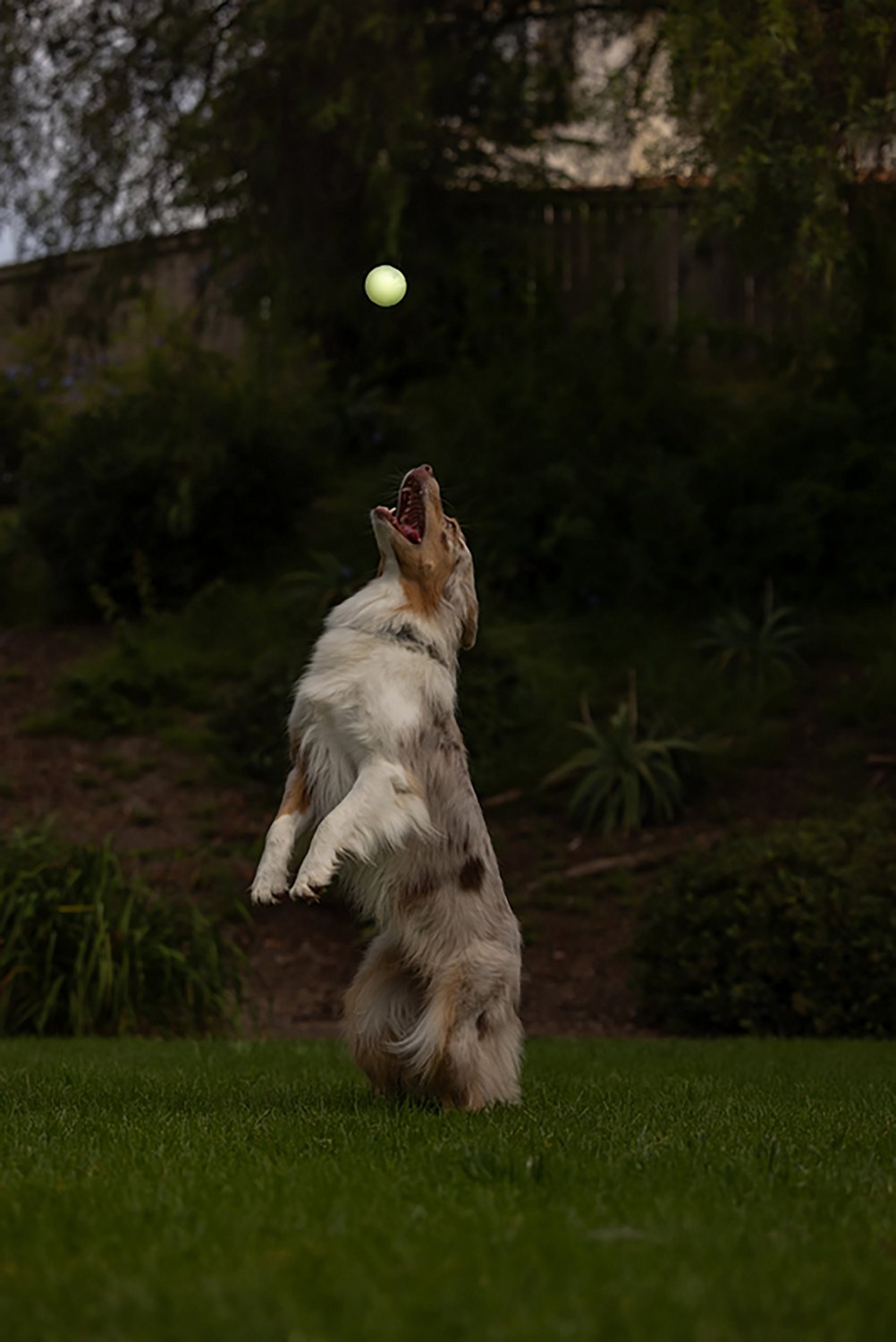 Chuckit! Max Glow Fetch Ball - view number 3