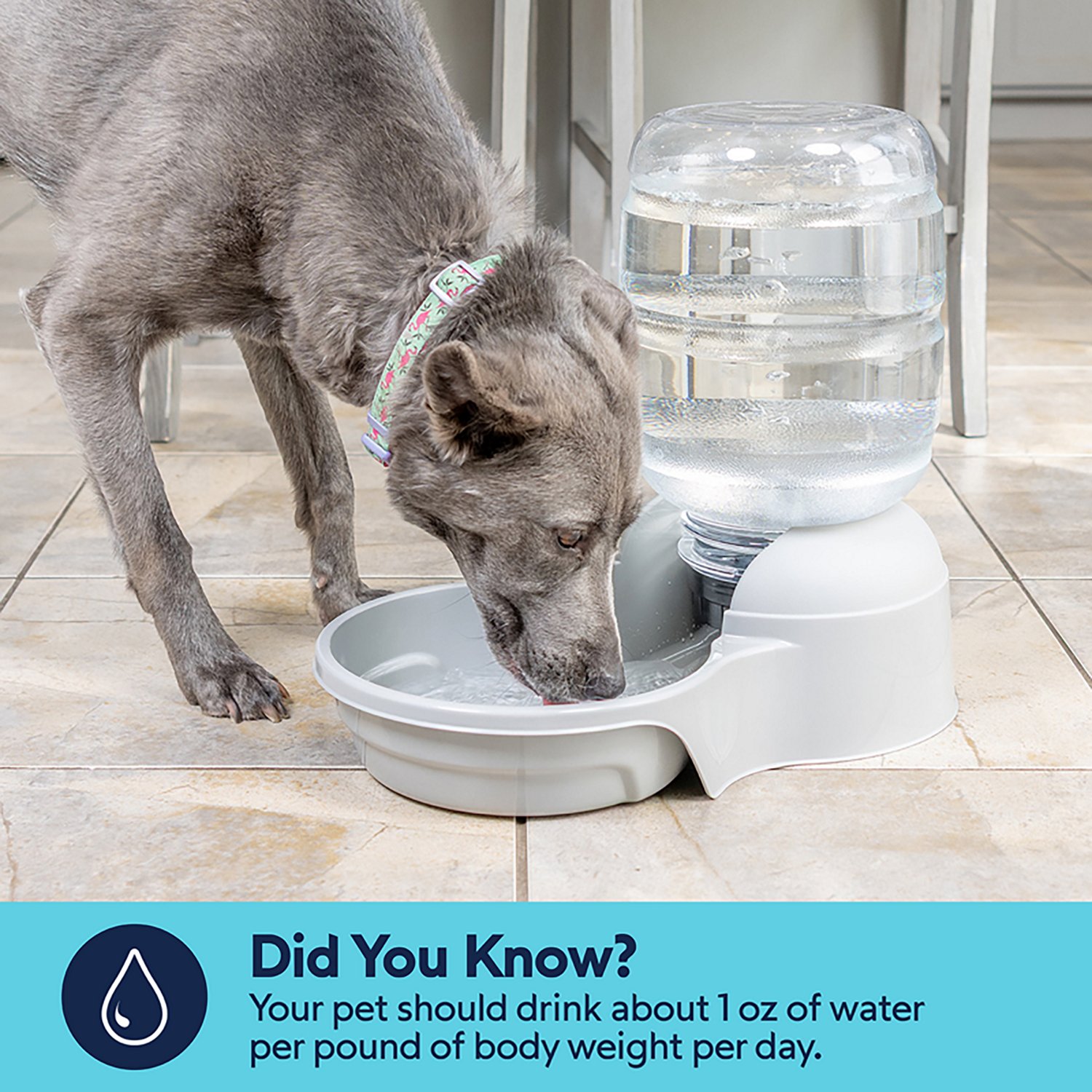 Petmate Lebistro 2.5 Gallon Waterer - view number 5