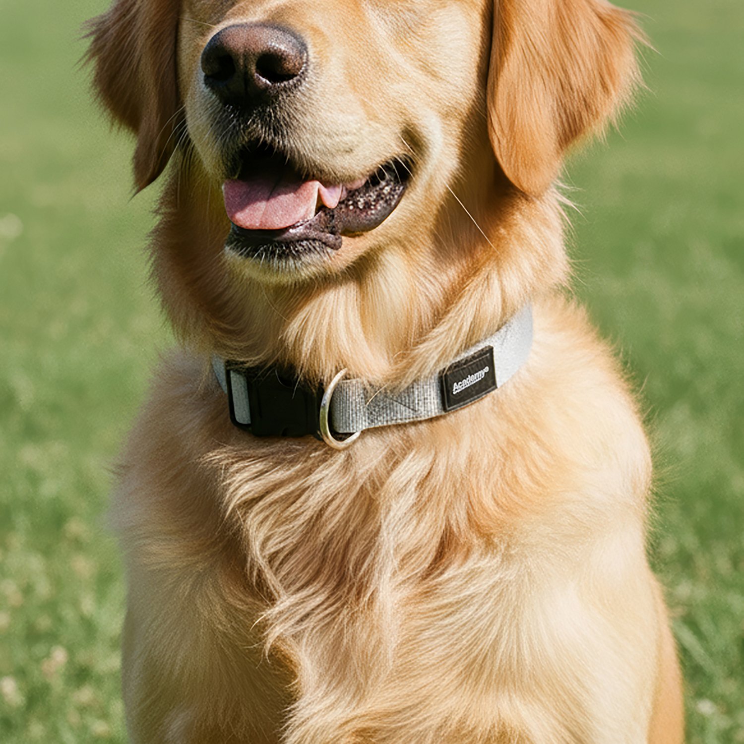 Academy Sports + Outdoors Large Adjustable Dog Collar                                                                            - view number 5