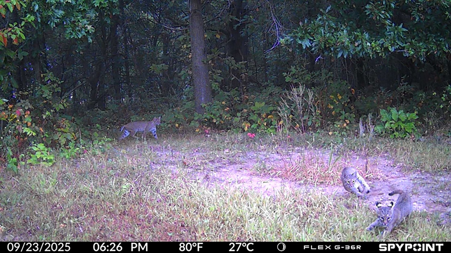 SpyPoint Flex G36R Cellular Cameras 2-Pack - view number 7