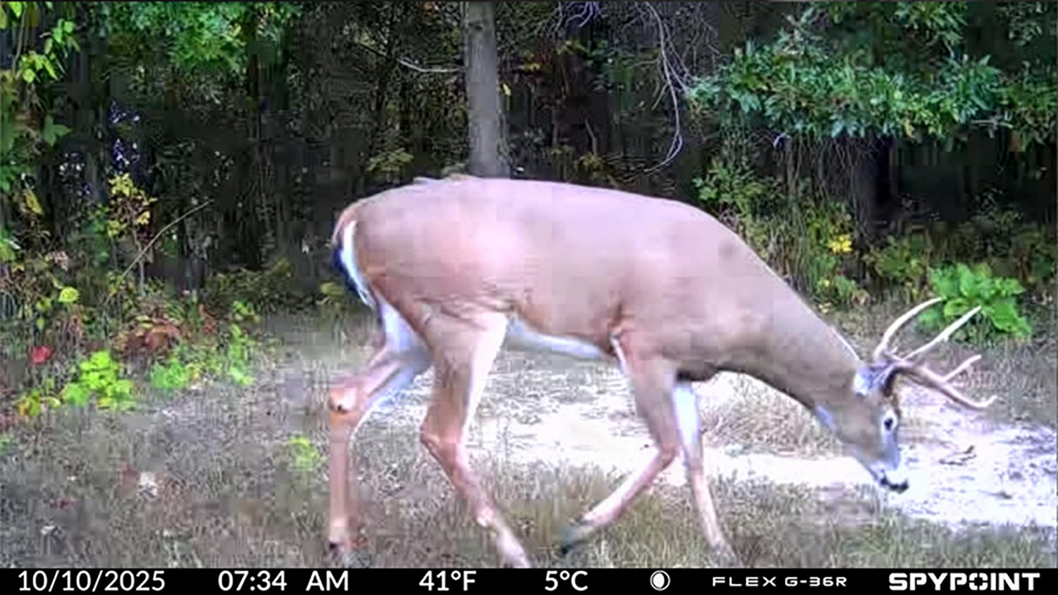 SpyPoint Flex G36R Cellular Cameras 2-Pack - view number 8