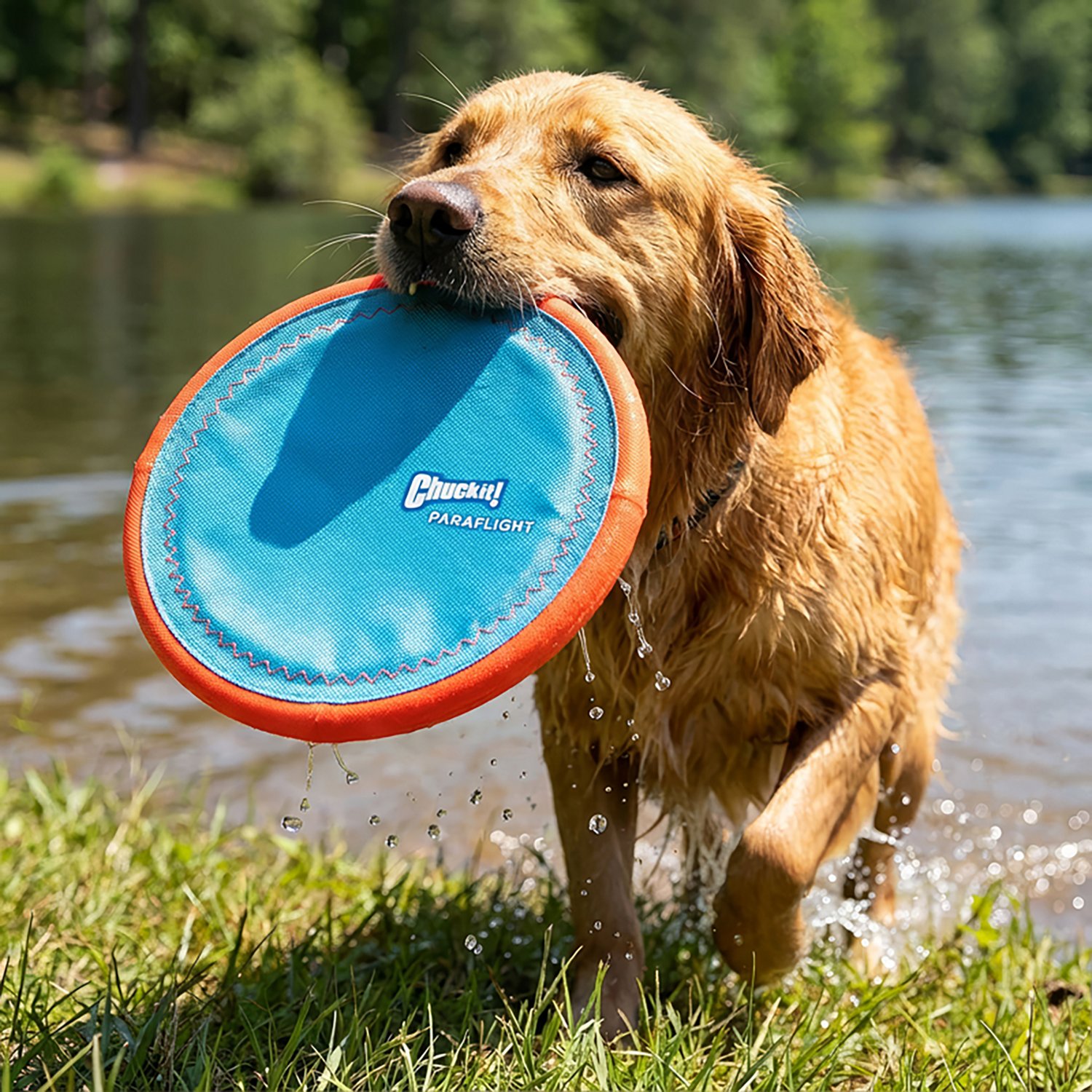 Chuckit! Paraflight Dog Toy - view number 2