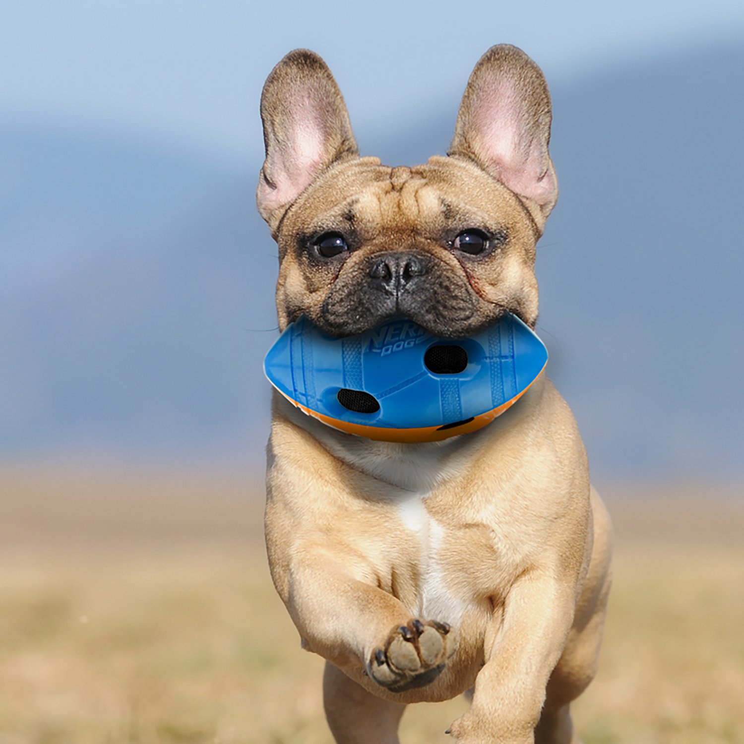 Nerf Dog TPR Bash Squeak and Crunch Football Toy - view number 3