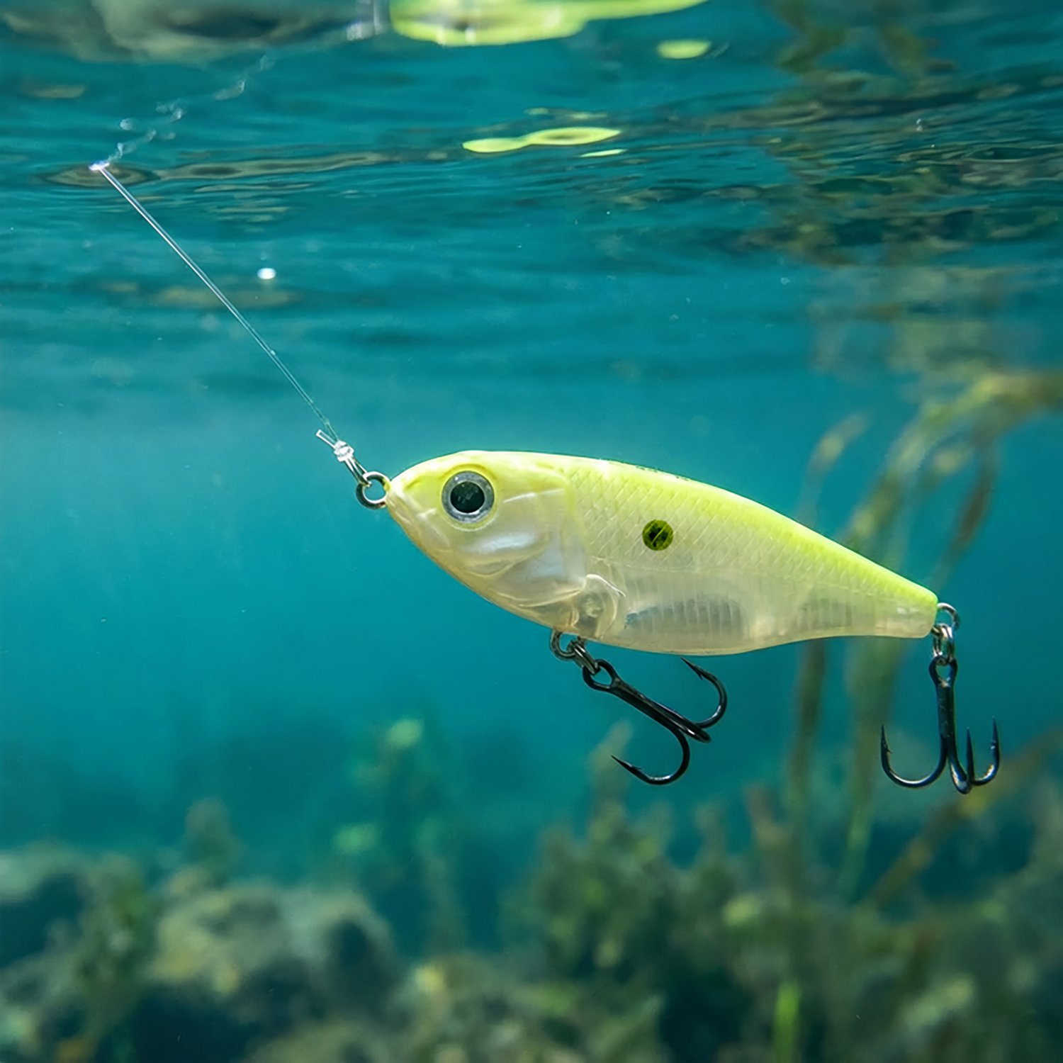 H2OX Hover Shad Big Belly | Academy