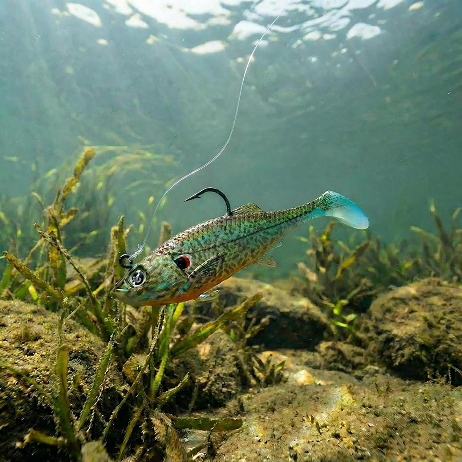 H2OX 3 inch Prerigged Swim Shad                                                                                                  - view number 4