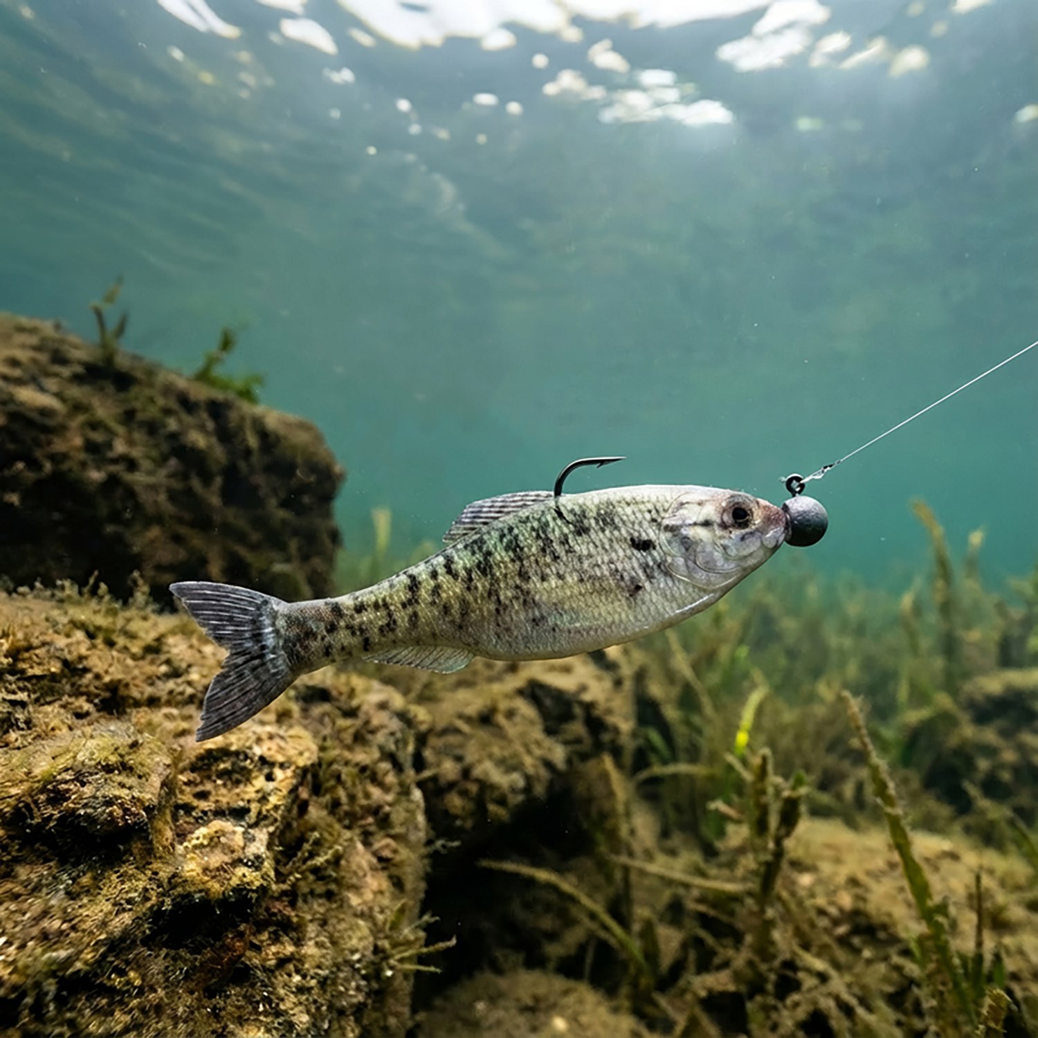 6th Sense Panorama 2 in Soft Baits 8-Pack - view number 2
