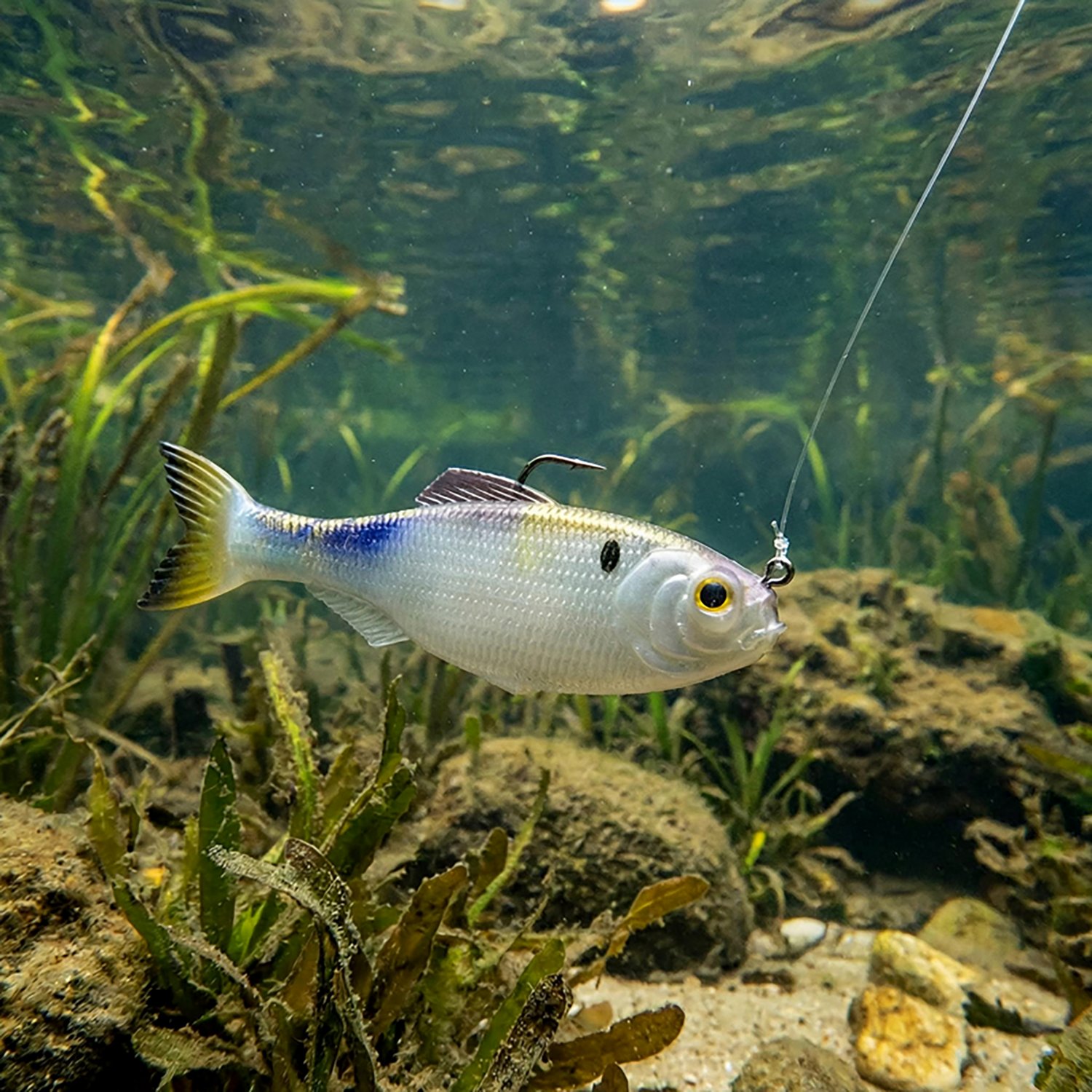 6th Sense Panorama 2 in Soft Baits 8-Pack - view number 3