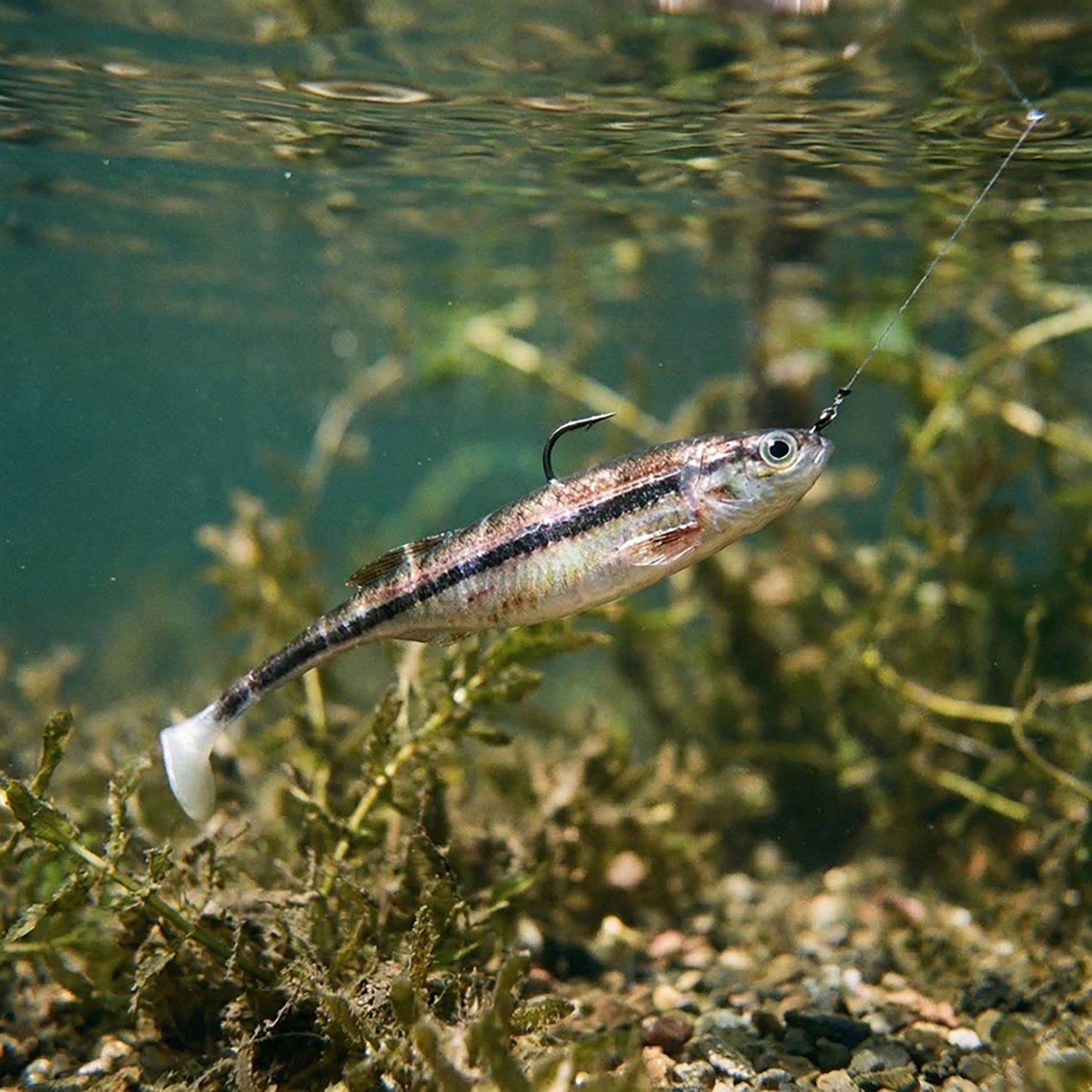 Berkley PowerBait Drip Swimmer 5-Pack                                                                                            - view number 2