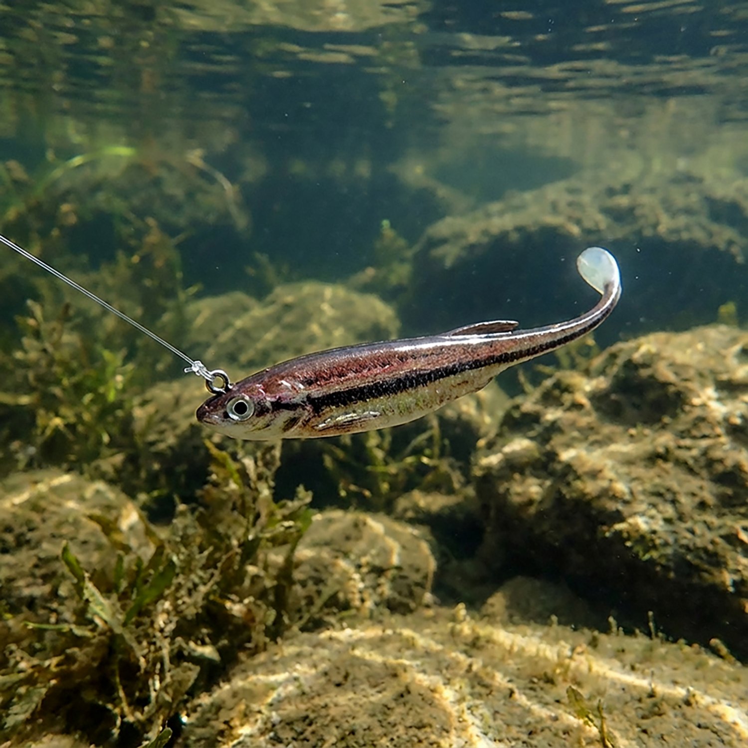 Berkley PowerBait Drip Minnow 5-Pack - view number 2