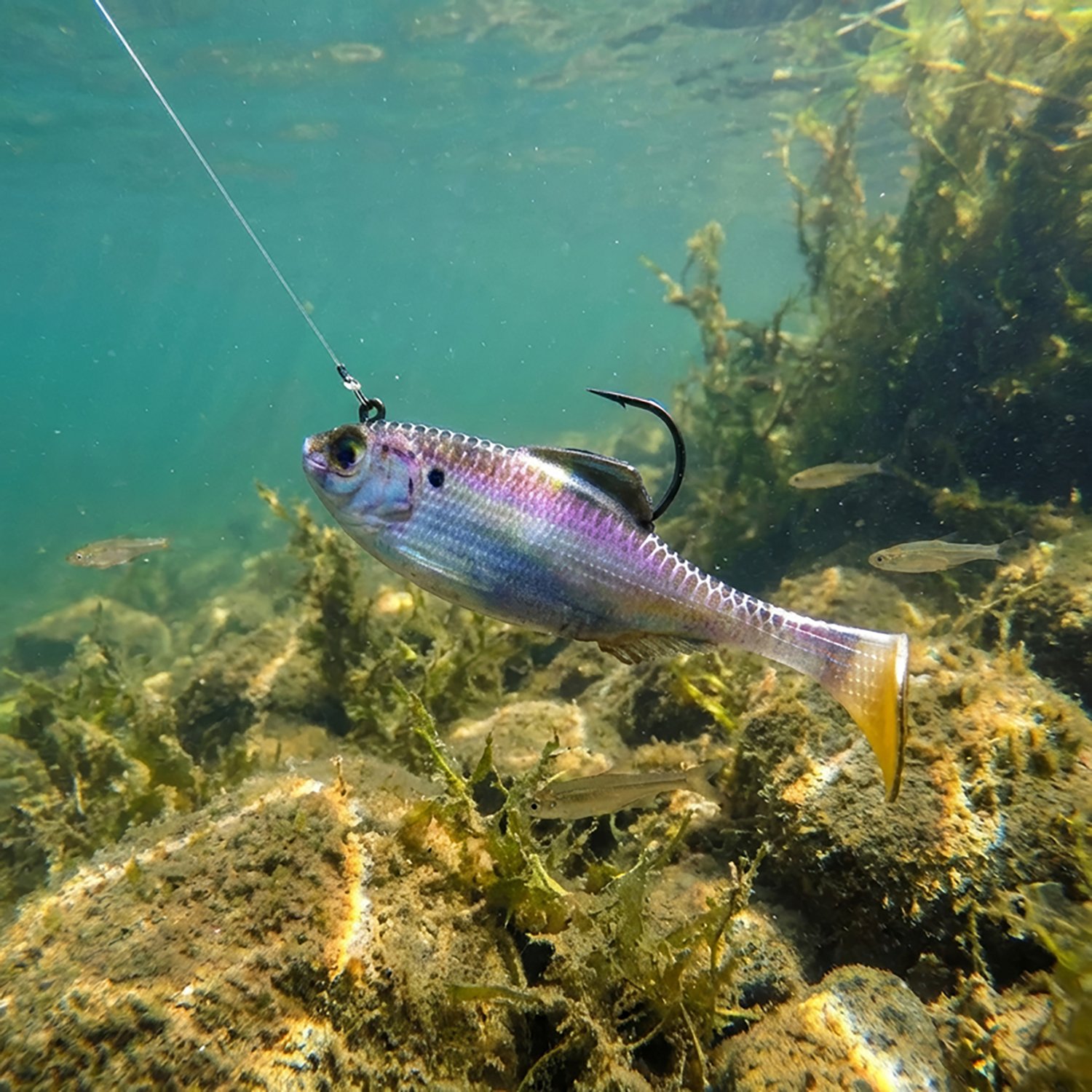 6th Sense Panorama 3.5 in. Rigged Plastic Swim Bait 2-Pack - view number 2