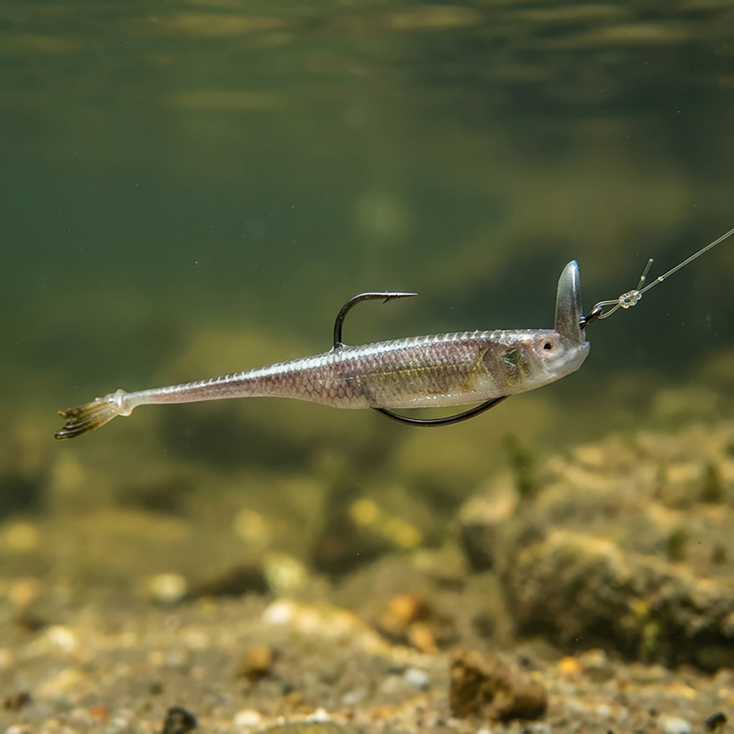 6th Sense Strobe Shaker Unrigged Plastic Swim Bait 5-Pack - view number 2