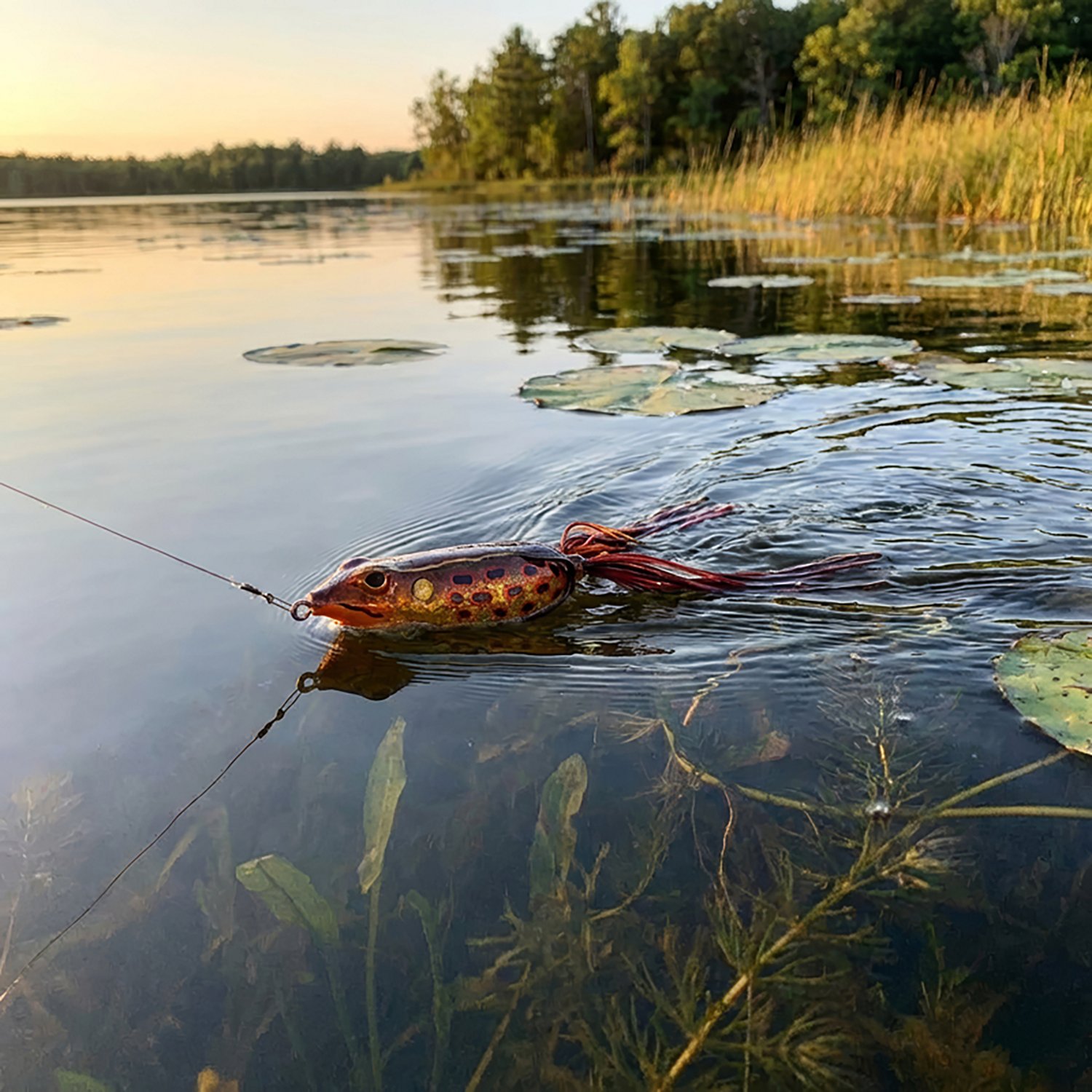 Gambler Lures 2-1/2 in Walking Frog - view number 2