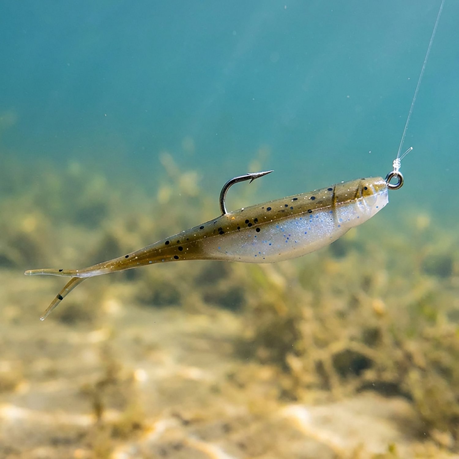 Strike King 3X Z-Too Jerk Bait 6-Pack - view number 3