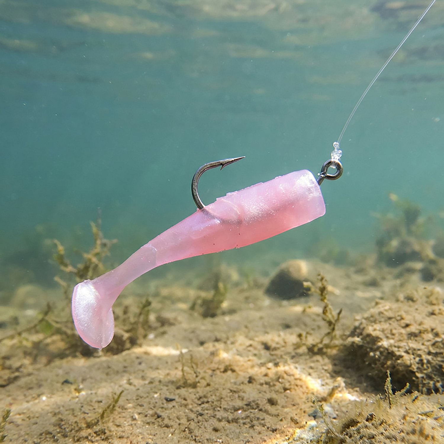 No Live Bait Needed 3 in Shrimp Tail 6-Pack - view number 3