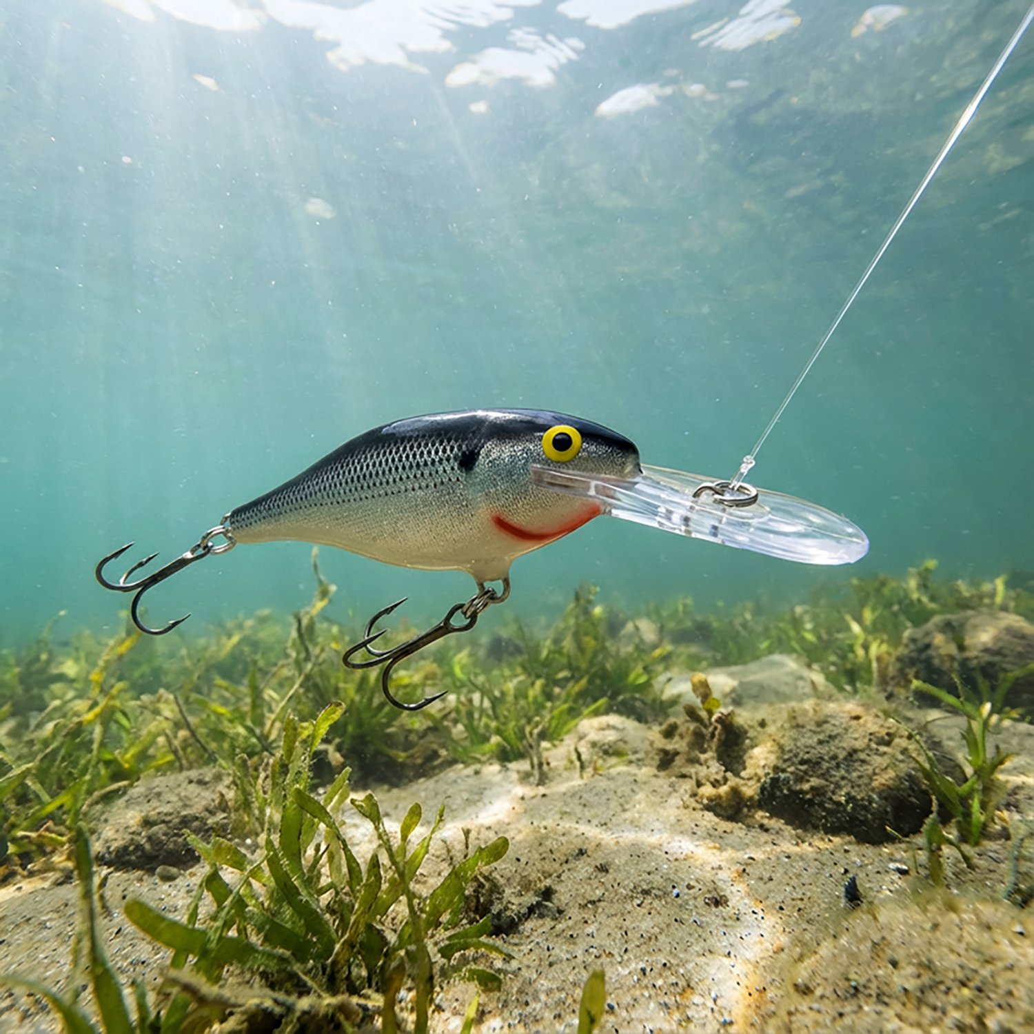 Rapala® Shad Rap® 2-3/4" Crankbait - view number 2