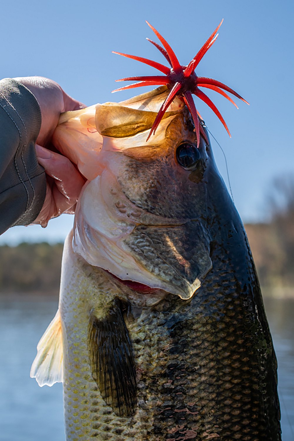 Berkley PowerBait MaxScent Moeba - view number 6
