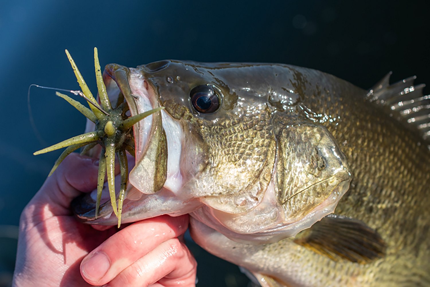 Berkley PowerBait MaxScent Moeba - view number 4