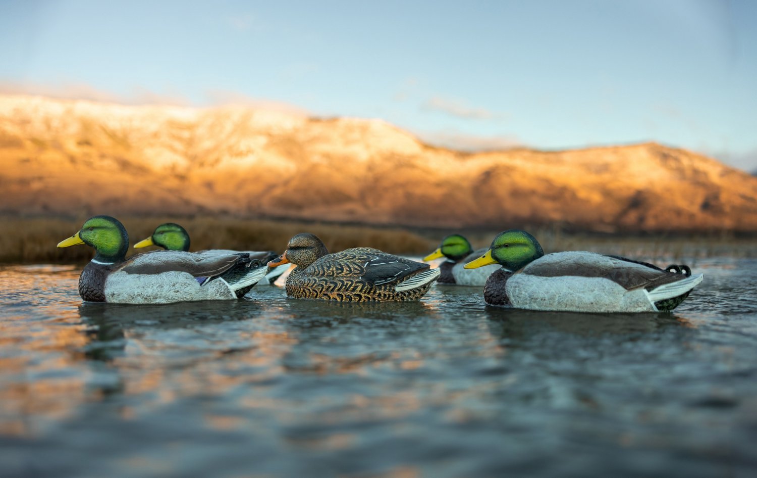 Higdon Legacy Magnum Mallard Decoys 6-Pack