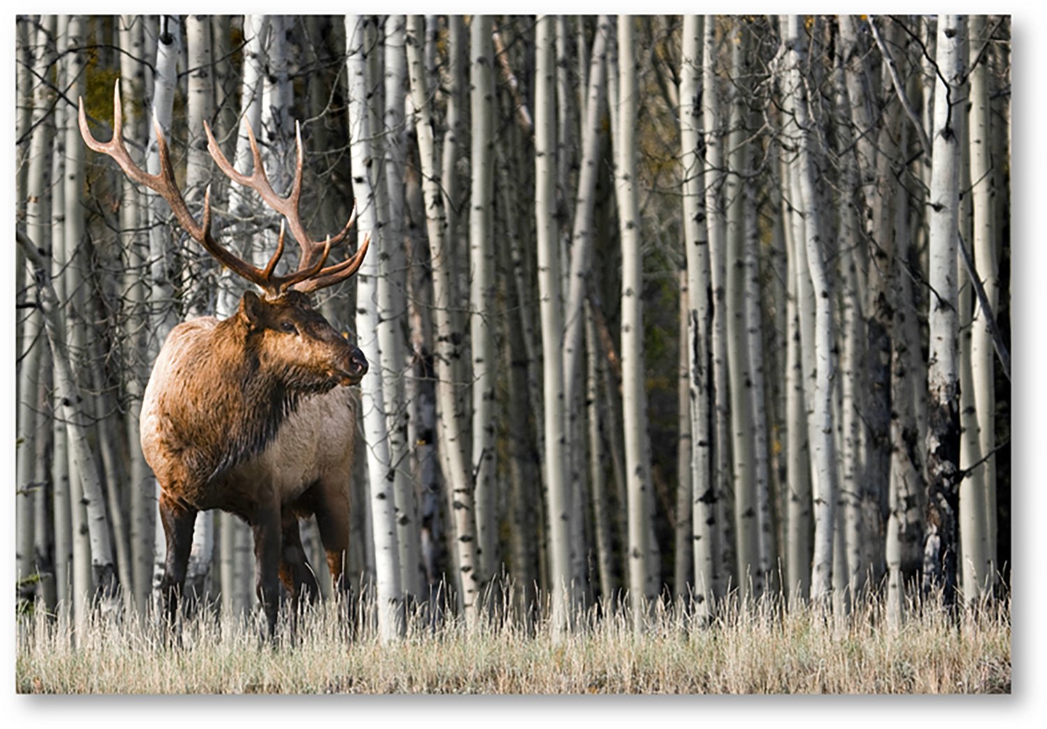 Courtside Market The Buck 24 x 36 in. Gallery-Wrapped Canvas
