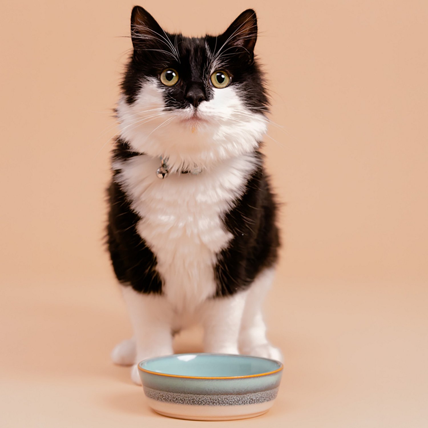 Mason Cash 5 in. Reactive Fade 10 oz. Pet Bowl