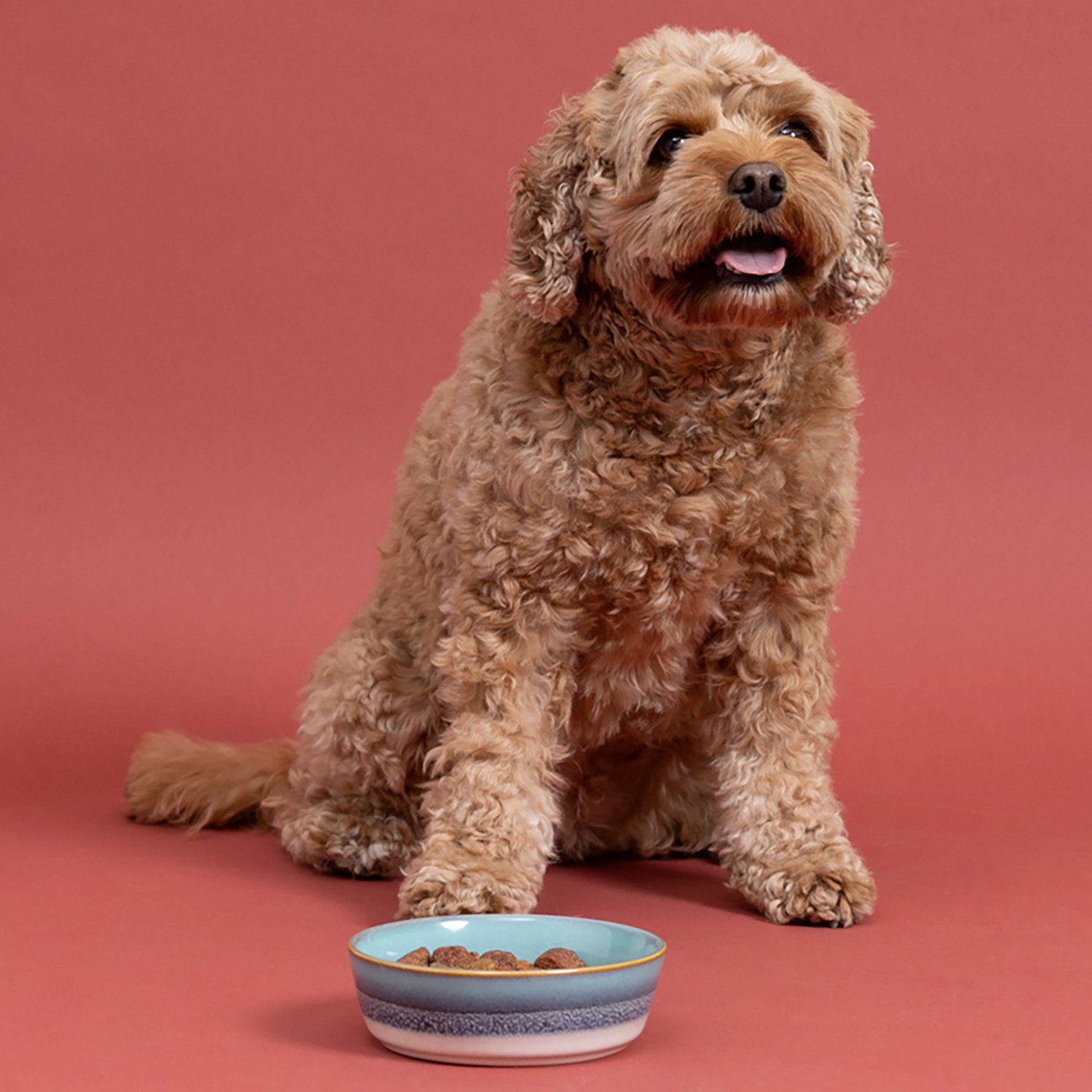 Mason Cash 5 in. Reactive Fade 10 oz. Pet Bowl