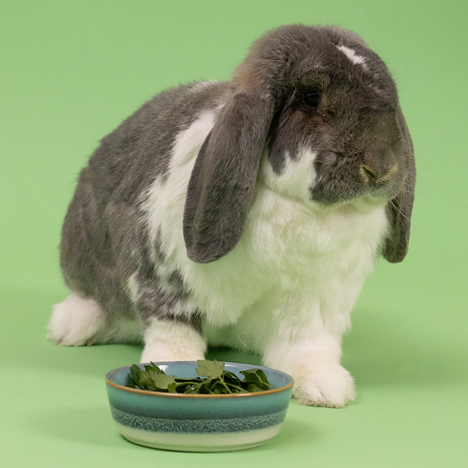 Mason Cash 5 in. Reactive Fade 10 oz. Pet Bowl