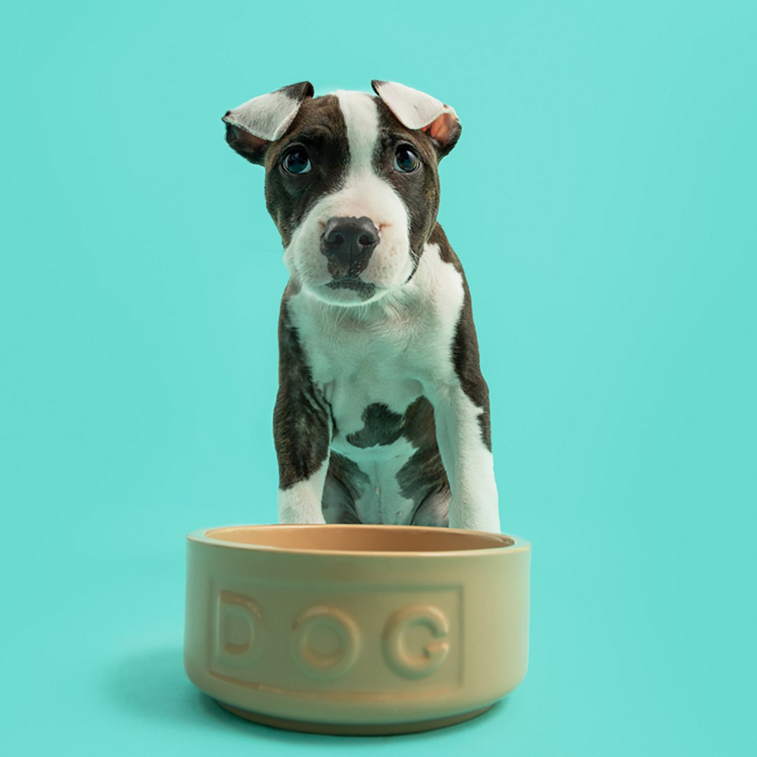 Mason Cash 13.5 oz Cane Dog Bowl