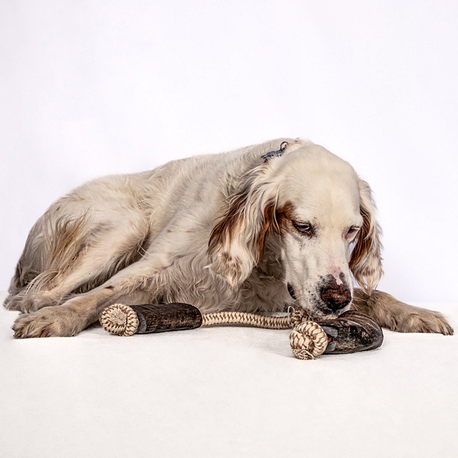 Mossy Oak Water Buffalo Horn and Tug Dog Chew 24 in. Knotted Natural Cotton Rope