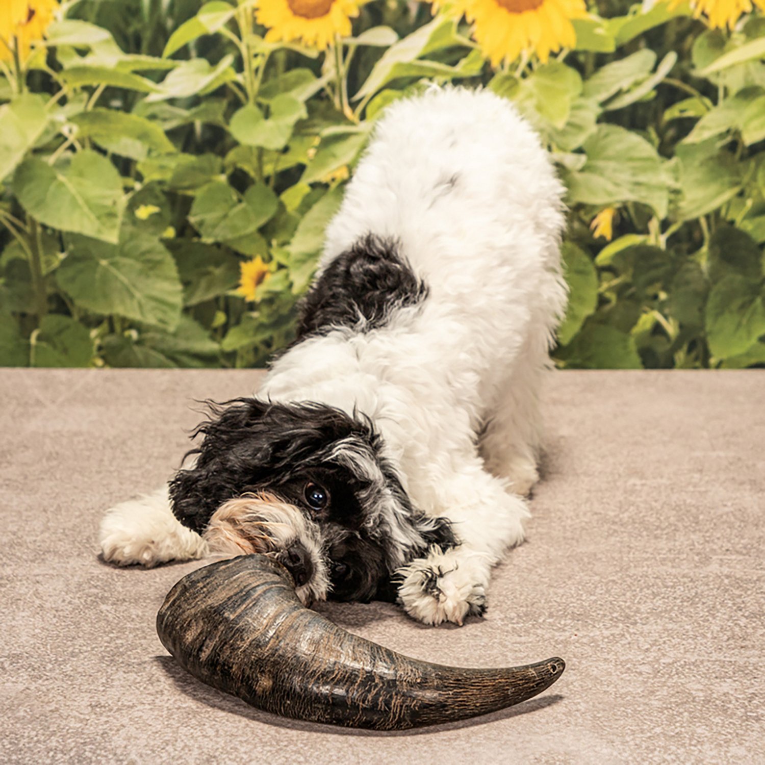 Mossy Oak Water Buffalo Horn Dog Chew