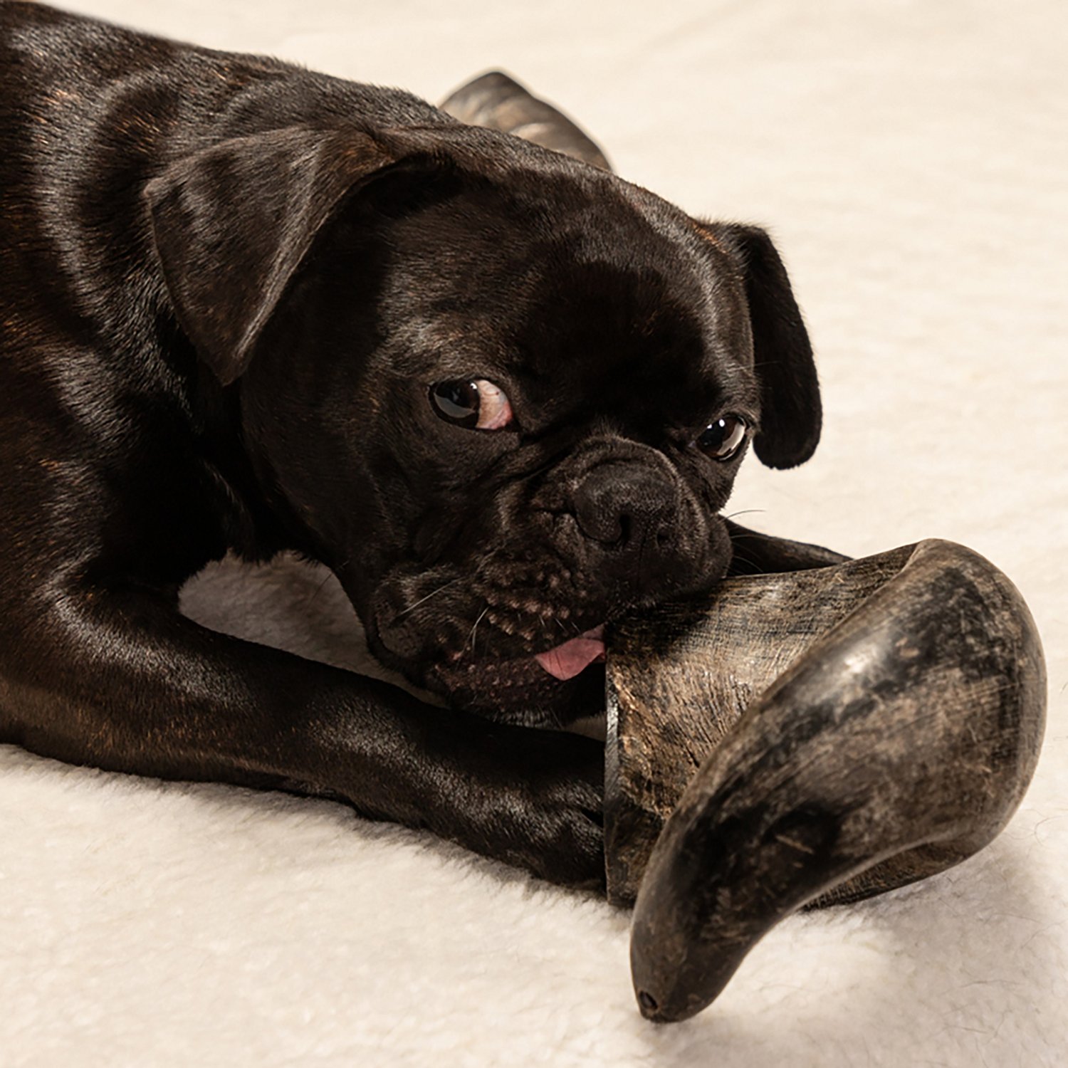 Mossy Oak Water Buffalo Horn Dog Chew
