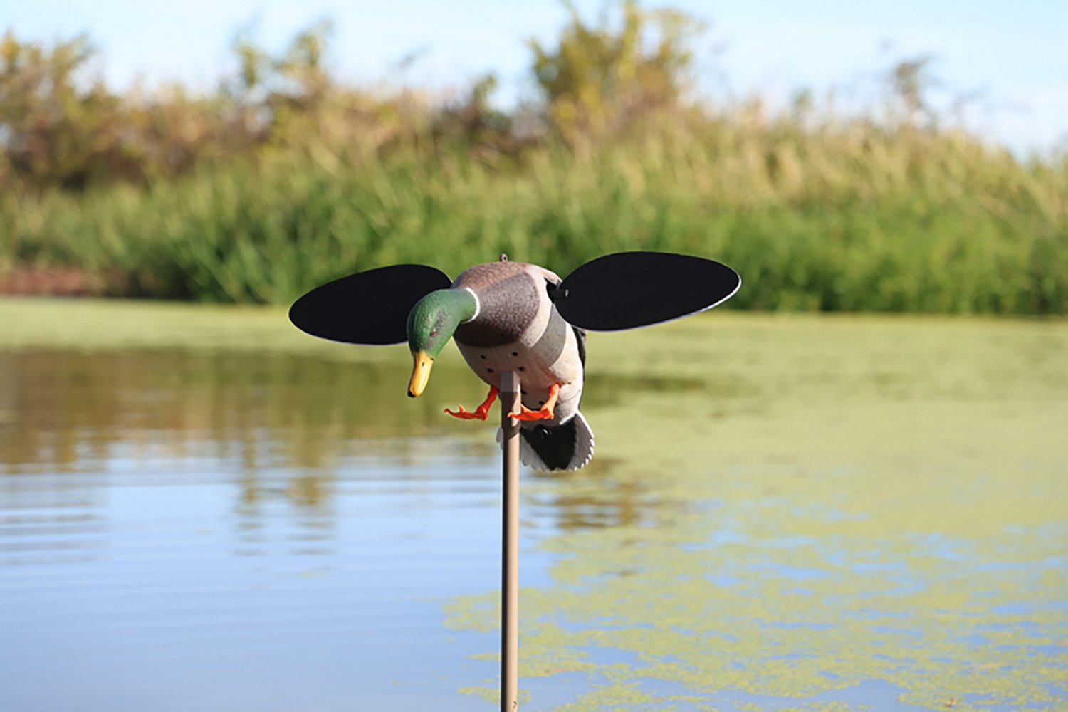 MOJO Outdoors Baby Drake 2.0 Decoy - view number 5