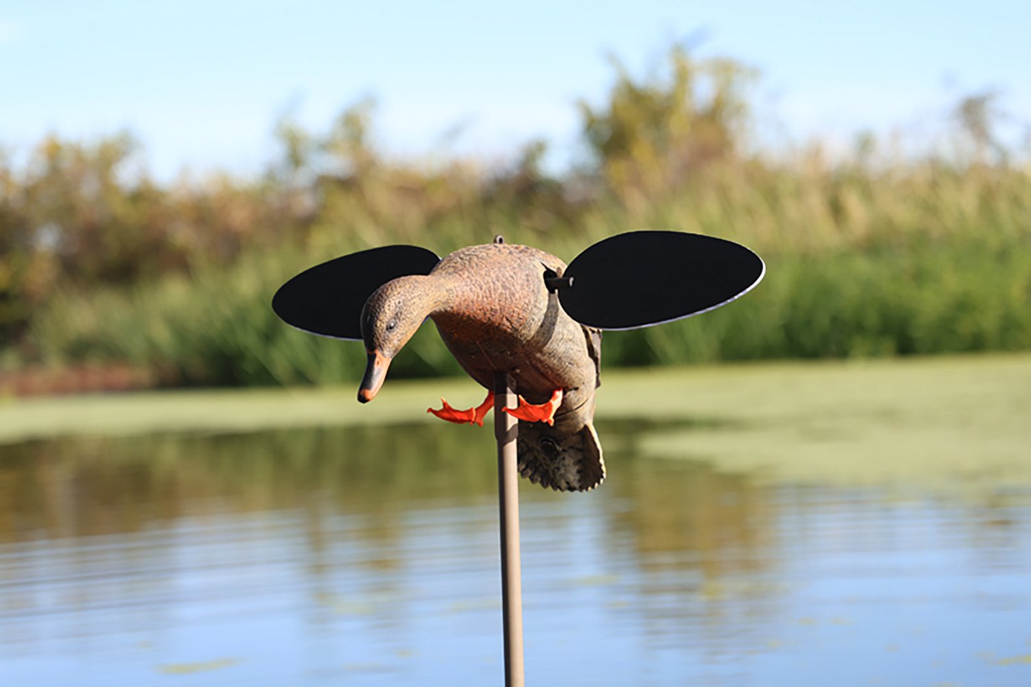 Mojo Outdoors Baby Hen 2.0 Decoy - view number 3