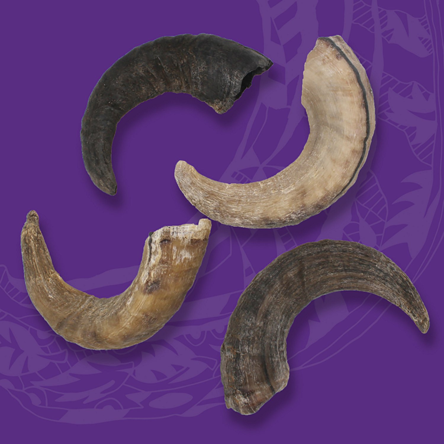 Icelandic+ Lamb Horn Large 7 in. Dog Chews 12-Pack