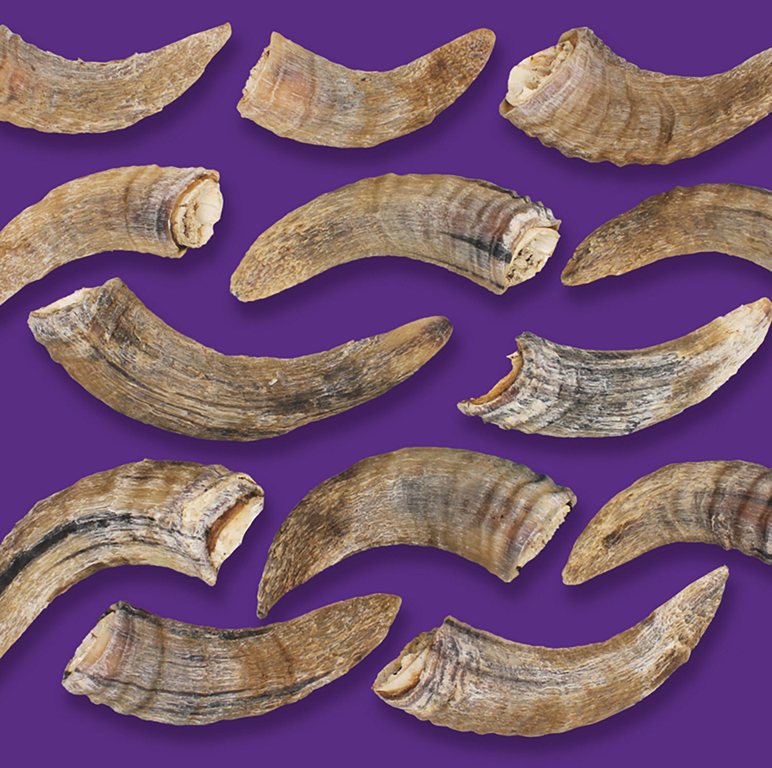 Icelandic+ Lamb Horn Large 7 in. Dog Chews 12-Pack