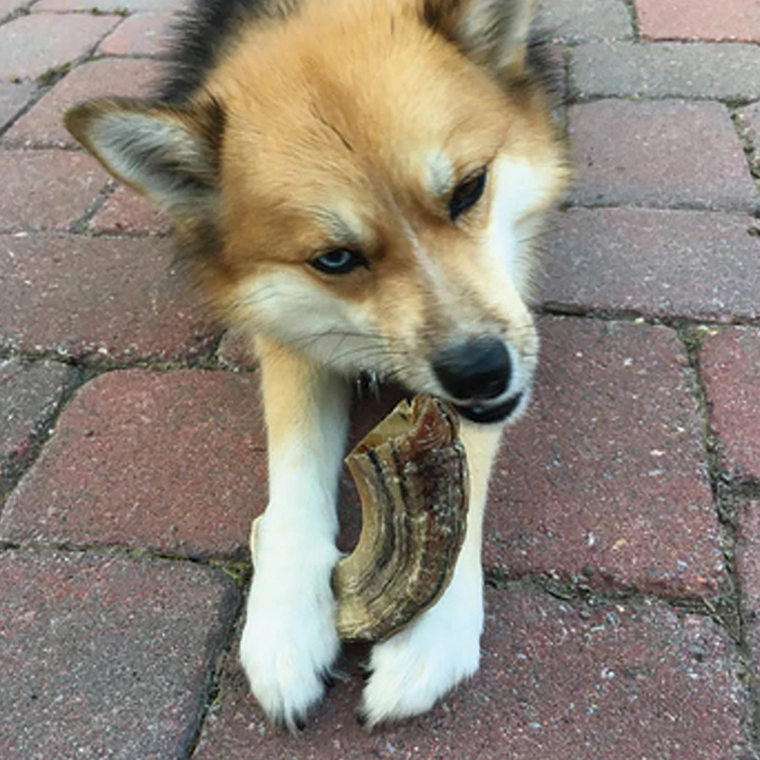 Icelandic+ Lamb Horn Large 7 in. Dog Chews 12-Pack