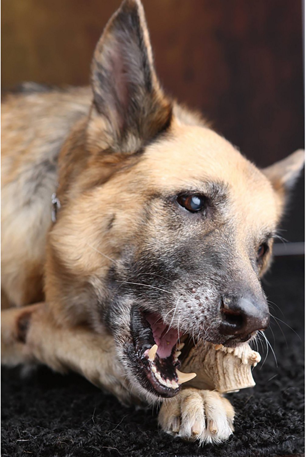 Scout & Zoe's Elk Antler Splits Dog Chew