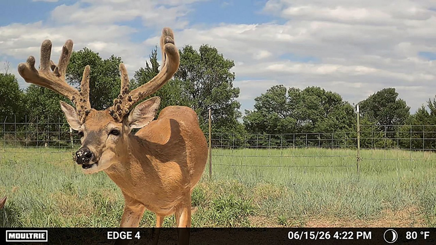 Moultrie EDGE 4 Cellular Trail Camera