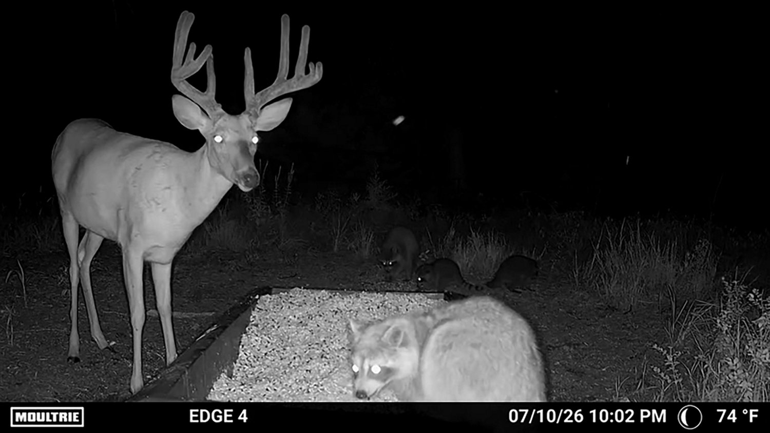 Moultrie EDGE 4 Cellular Trail Camera