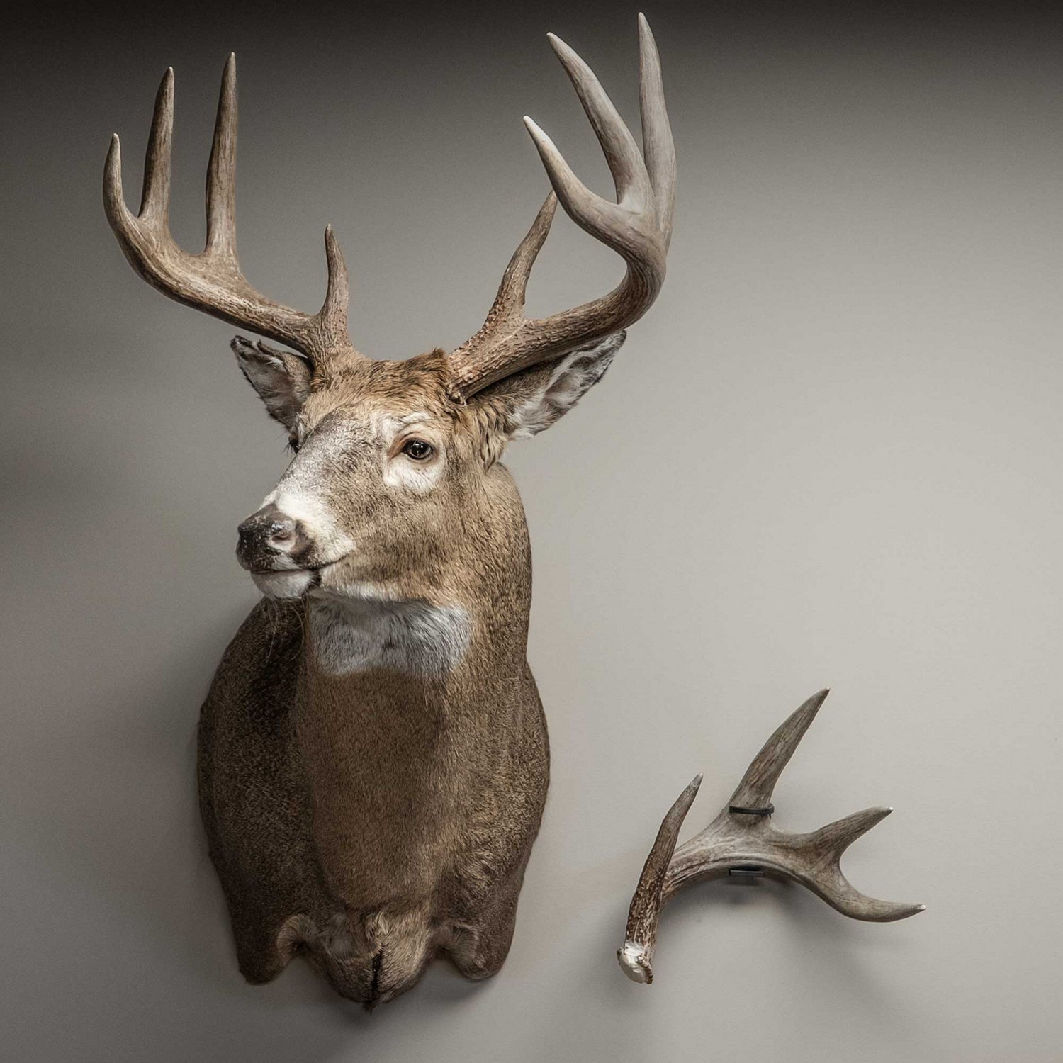 Illusion Systems Shed Master Deer Antler Hangers 2-Pack - view number 6