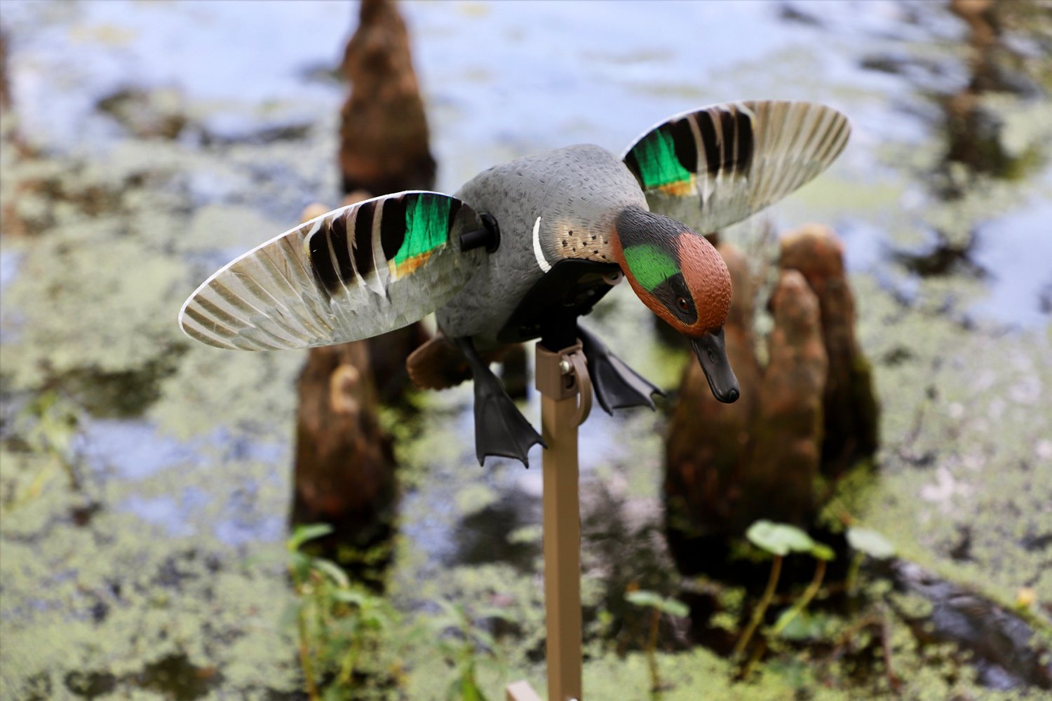 MOJO Outdoors Elite Series Green Wing Teal Remote Ready 3 Pin Duck